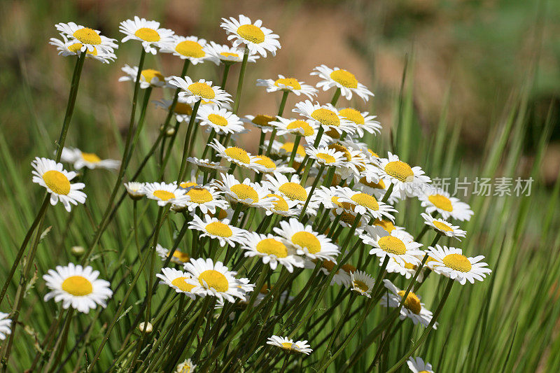 牛眼菊(Leucantheum vulgare)